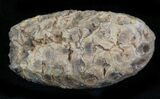 Agatized Fossil Pine (Seed) Cone From Morocco #30010-1